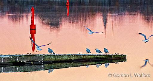 Gulls Off & On The Poop Dock_P1210902,5.jpg - Ring-billed Gulls (Larus delawarensis) photographed at sunrise along the Rideau Canal Waterway in Smiths Falls, Ontario, Canada.